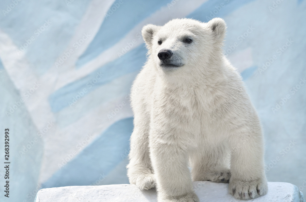 Fototapeta premium polar bear