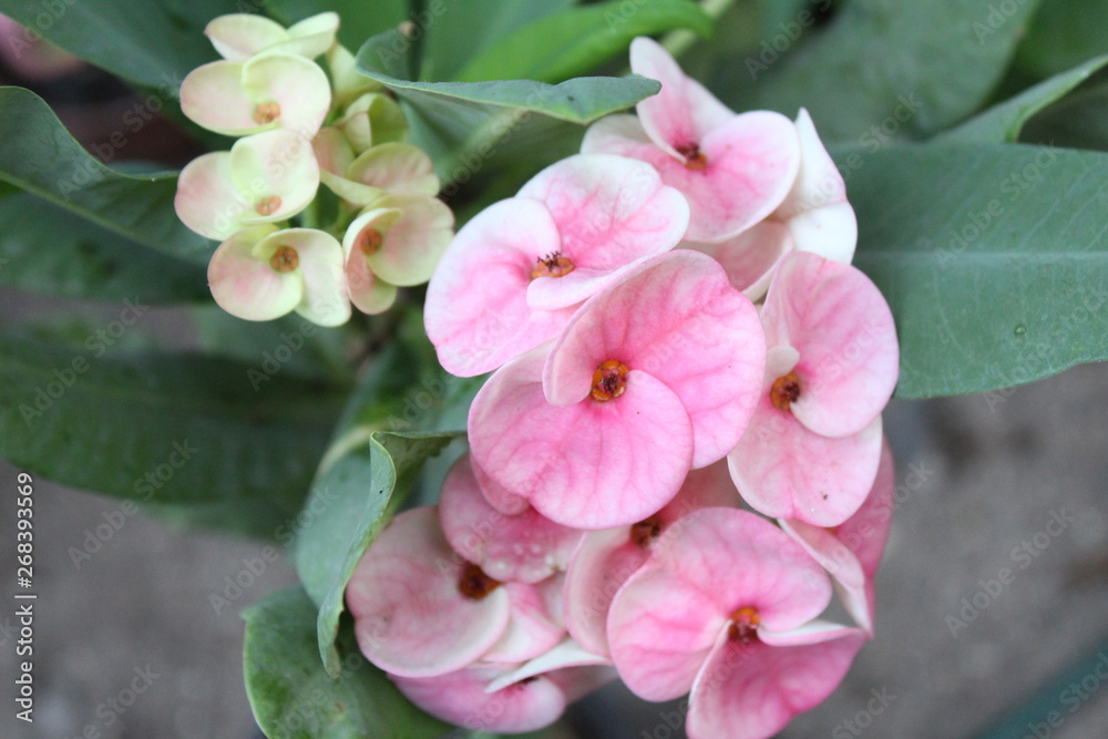 Planta Corona de Cristo Rosada con amarillas Stock Photo | Adobe Stock