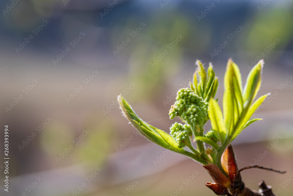 Εκτύπωση καμβά Unblown inflorescences of a mountain ash red with gently green leaves