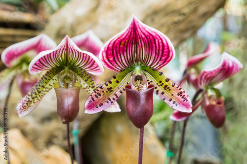 Pink lady's slipper orchids (Paphiopedilum collosum)