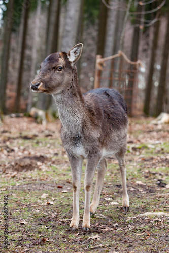 European mouflon in the German forest