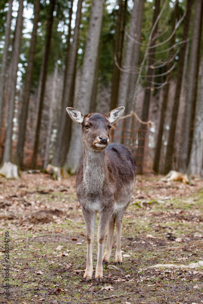 European mouflon in the German forest European mouflon in the German forest