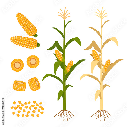 Set of corn growing on a tree and different elements on a white background.