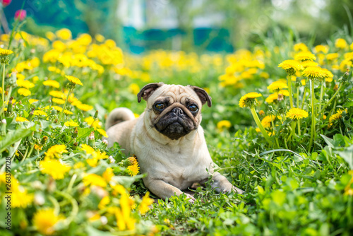 bright yellow carpet of dandelions on the pug