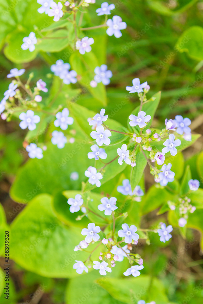 Small lilac flowers with large green leaves in early spring Small lilac flowers with large green leaves in early spring