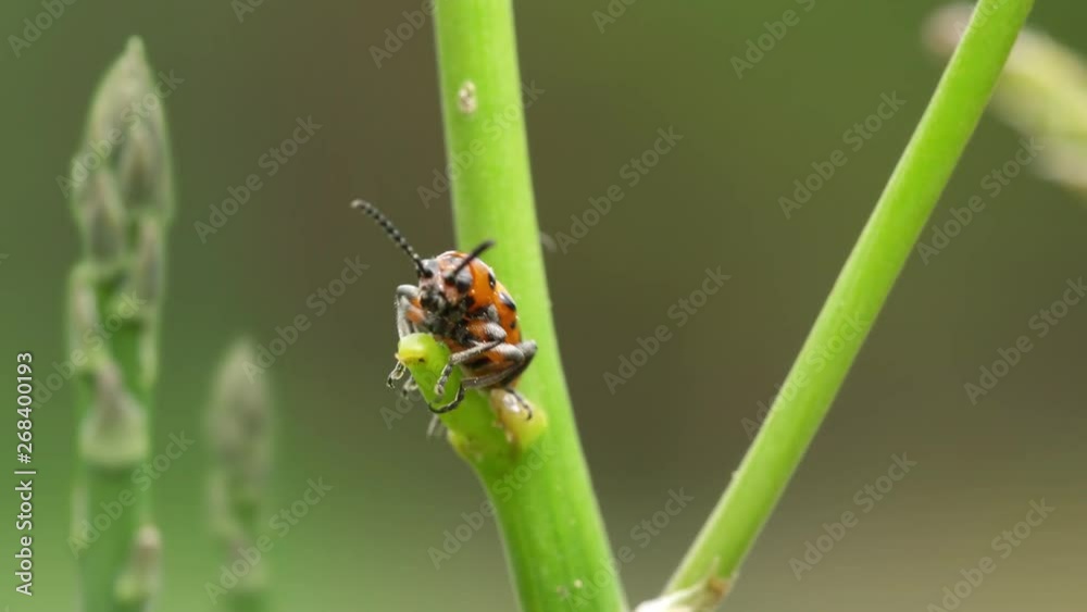 Asparagus beetle hides from enemies on young shoots of garden asparagus. 4K video. Asparagus beetle hides from enemies on young shoots of garden asparagus. 4K video.