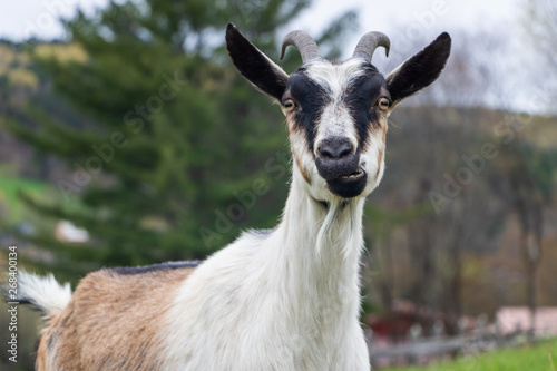 White goat looking at camera close up