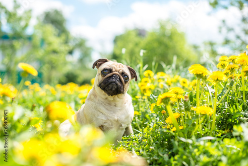 bright yellow carpet of dandelions on the pug