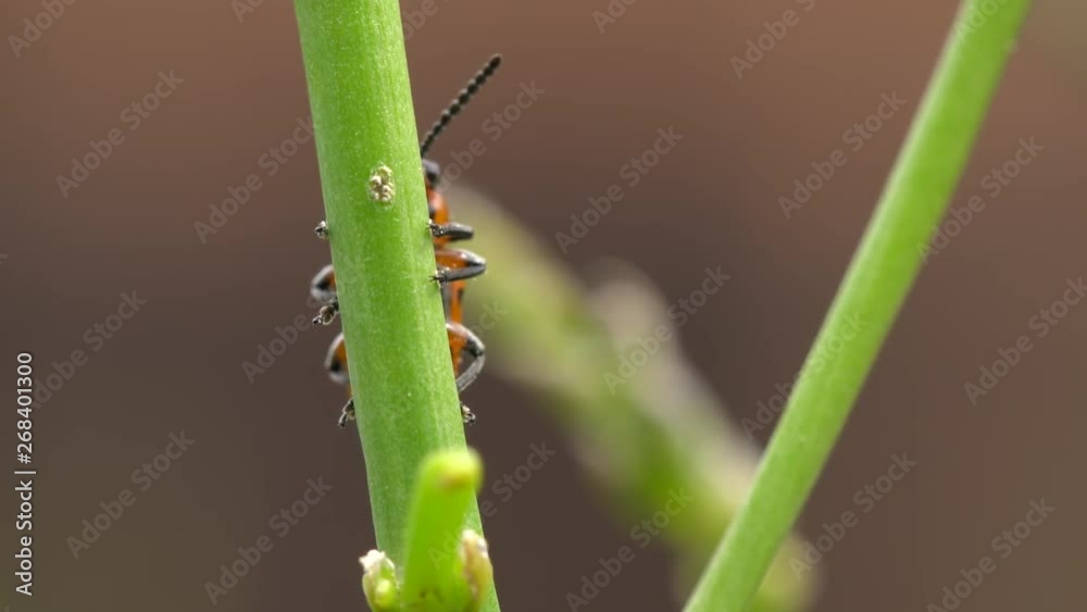 Asparagus beetle hides from enemies on young shoots of garden asparagus. 4K video. Asparagus beetle hides from enemies on young shoots of garden asparagus. 4K video.