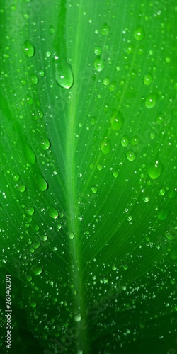 Drops of water on a large leaf © CosimoGiovanni