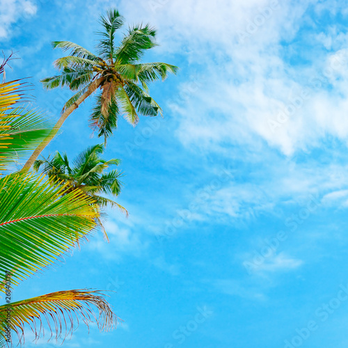 Coconut palm trees against sky.