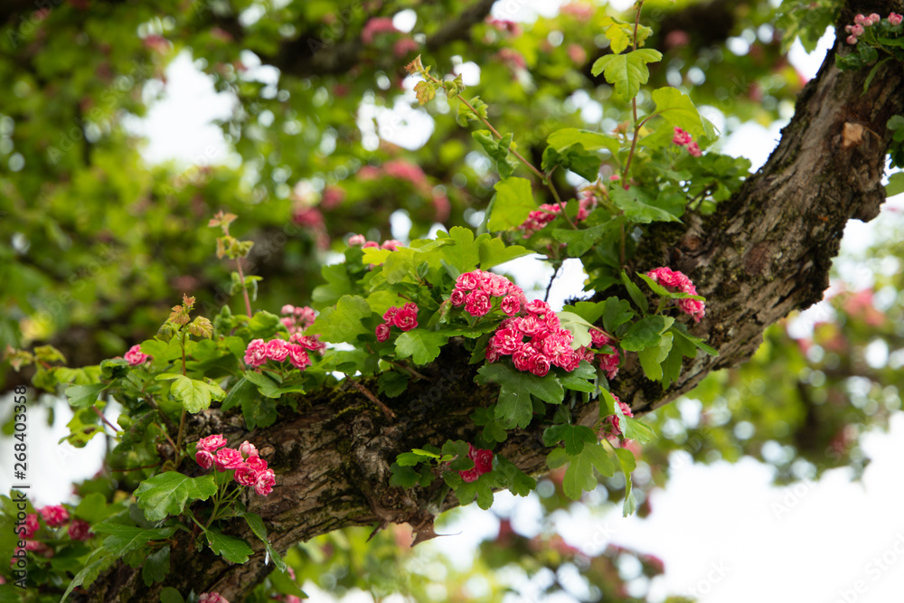 Obraz premium Pink flower