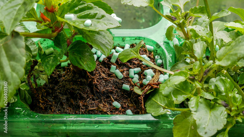 Slug pellets on the soil in a seedling tray photo