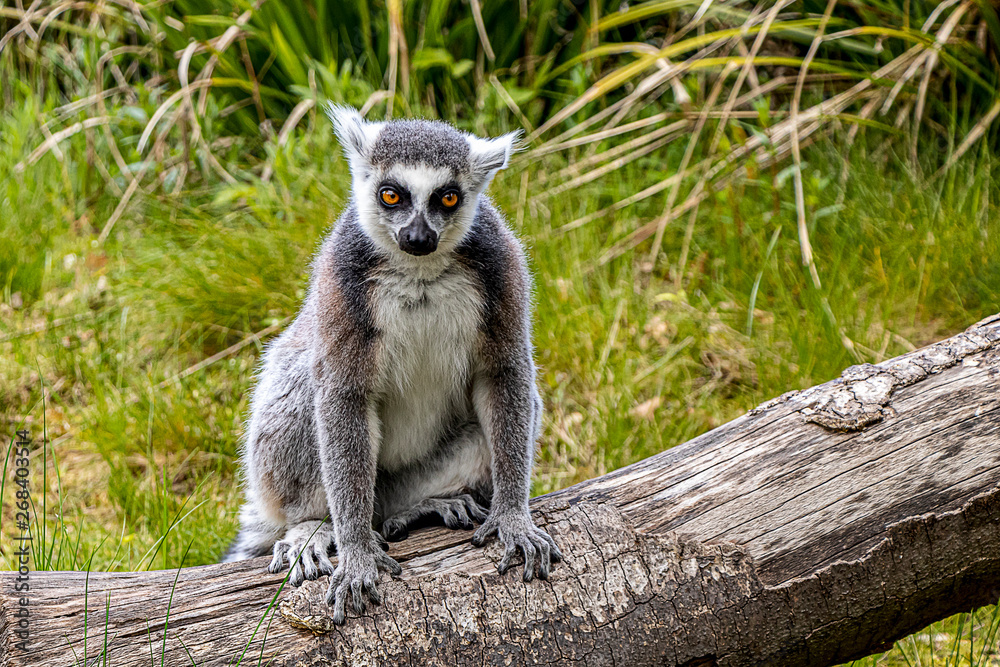 Im Tierpark Im Tierpark