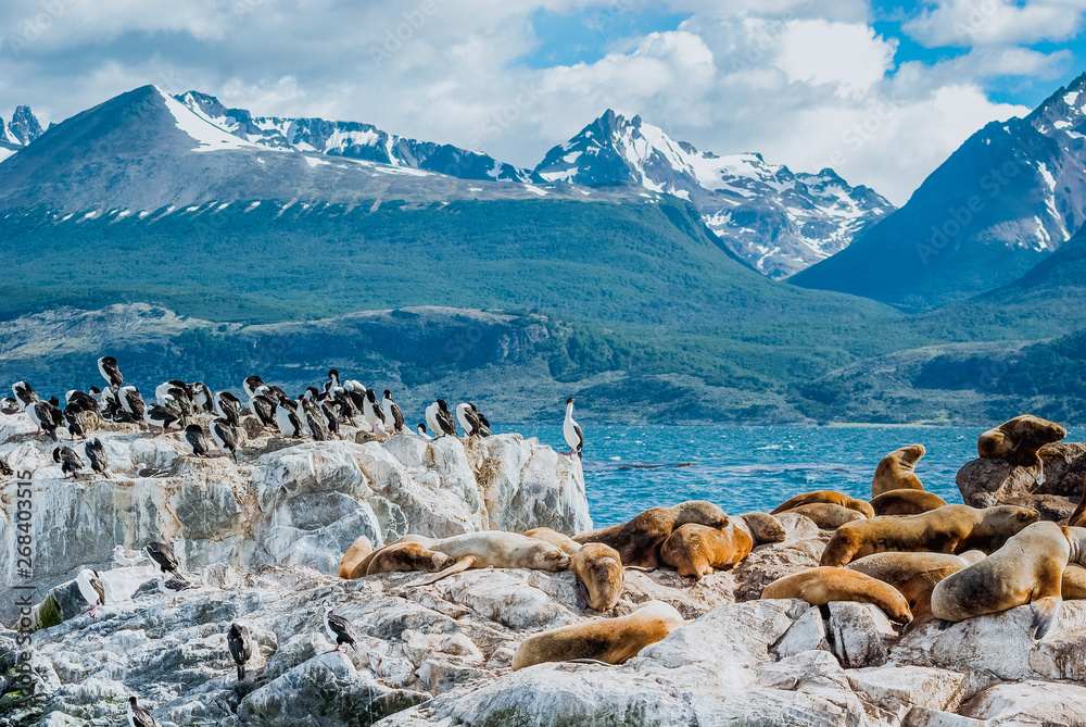 Sea Lion of the Beagle Channel Ushuaia - obrazy, fototapety, plakaty 