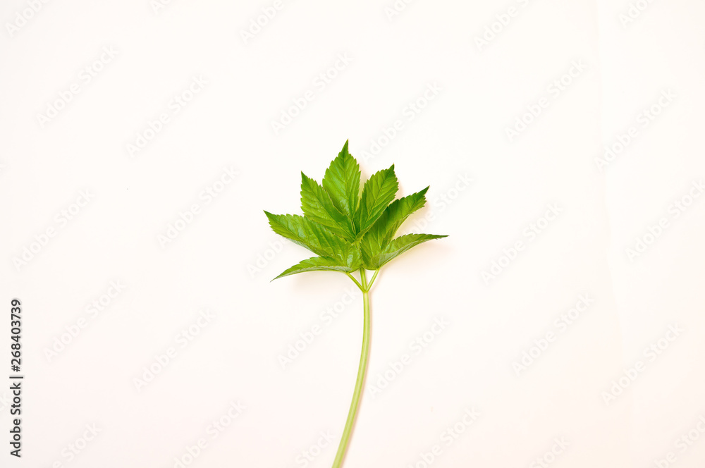 Naklejka premium Green leaf on white background on long stem