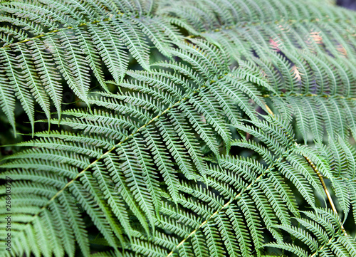 fern leaves close up