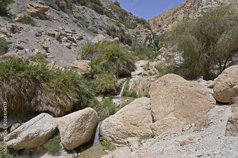Ein Gedi  , wadi David dans le désert