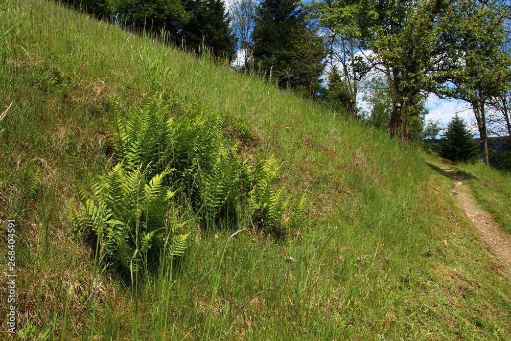Frühling im Schwarzwald Frühling im Schwarzwald