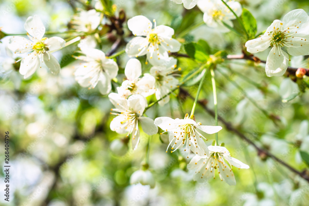 white blossoms on twig in orchard in spring