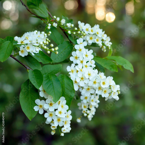 Flowers of white cherry in the spring