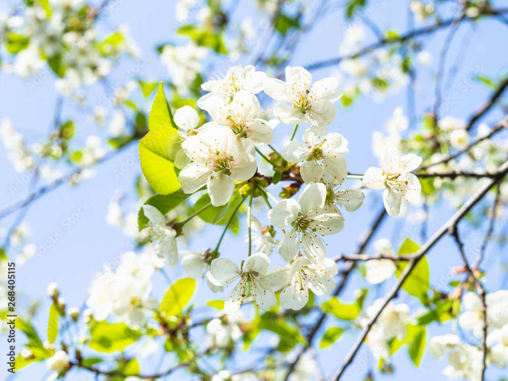 white blossoms and blue sky on background