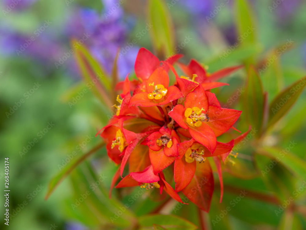 red flower on green and purple background