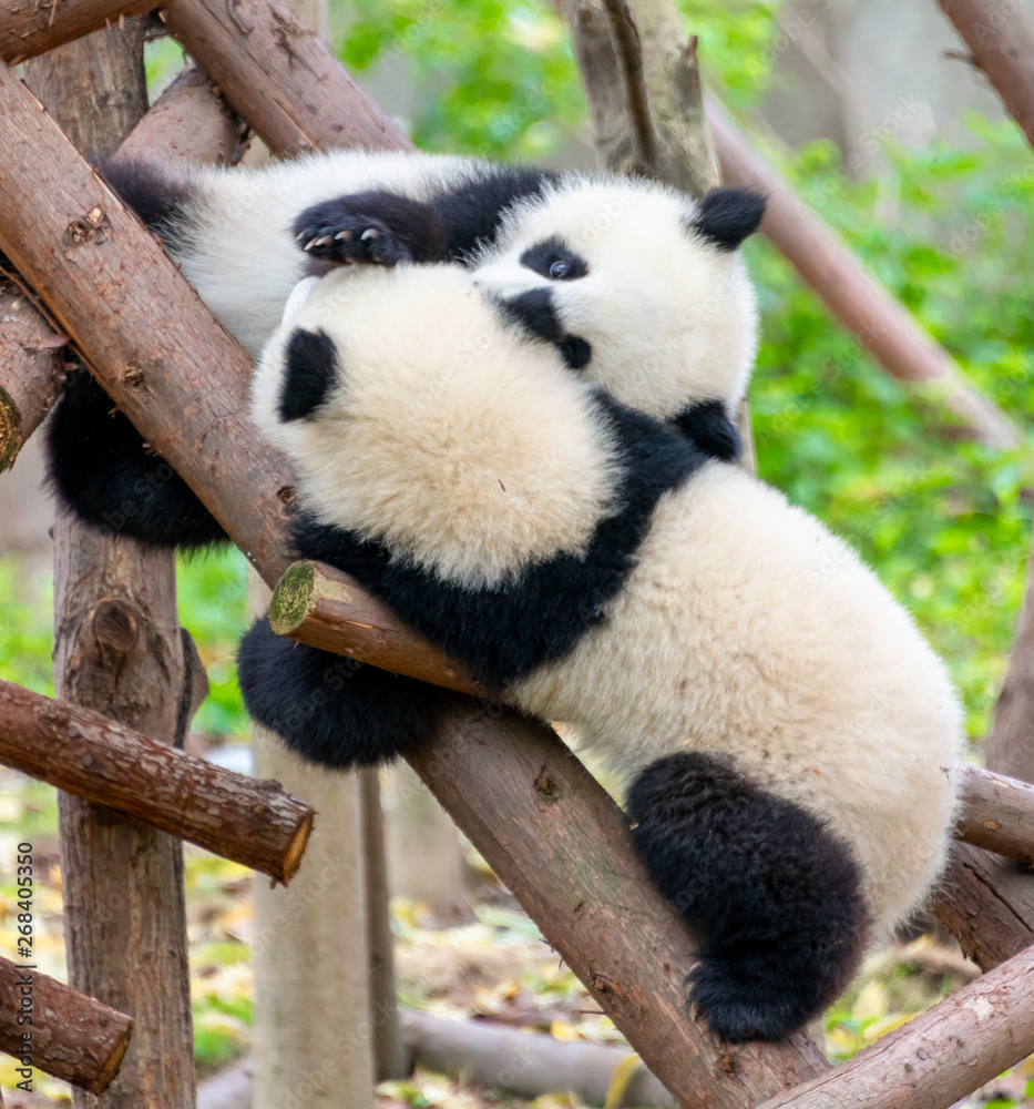 Fototapeta premium Two cute little pandas playing tree-climbing