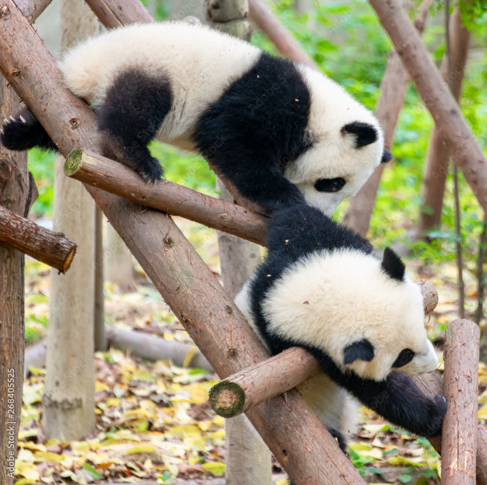 Fototapeta premium Two cute little pandas playing tree-climbing