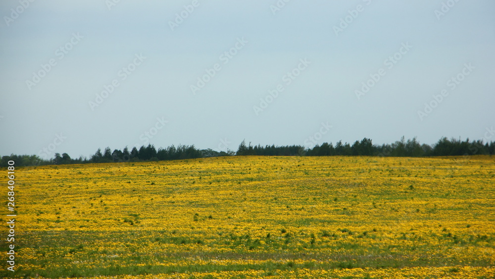 Field sown with yellow rape on a Sunny summer day - beautiful countryside landscape