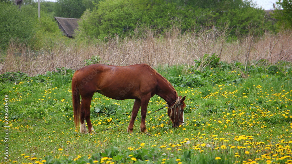 Brown horse grazing on a green meadow with yellow dandelions in the village on a summer day Brown horse grazing on a green meadow with yellow dandelions in the village on a summer day