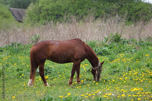 Brown horse grazing on a green meadow with yellow dandelions in the village on a background of bushes  the roof of an old wooden barn on a summer day