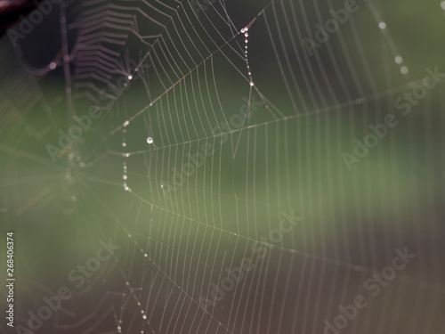 Web with dewdrops. Thin threads of natural fiber of a spider. Beautiful view with water droplets.