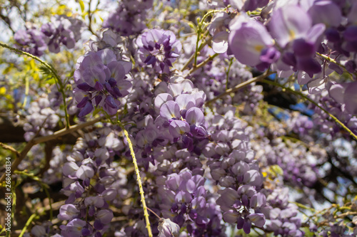 Flowering Amethyst Falls Wisteria  Wisteria sinensis in blossom - Image