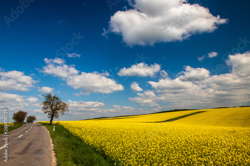 Yellow agriculture field of rapeseed or oilseed rape (Brassica napus) in bloom by the road