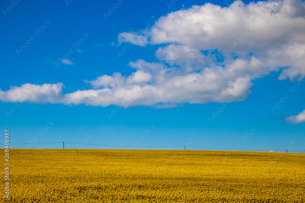 Yellow agriculture field of rapeseed or oilseed rape (Brassica napus) in bloom Yellow agriculture field of rapeseed or oilseed rape (Brassica napus) in bloom