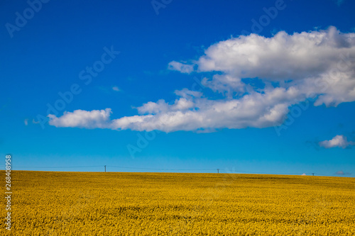 Yellow agriculture field of rapeseed or oilseed rape (Brassica napus) in bloom