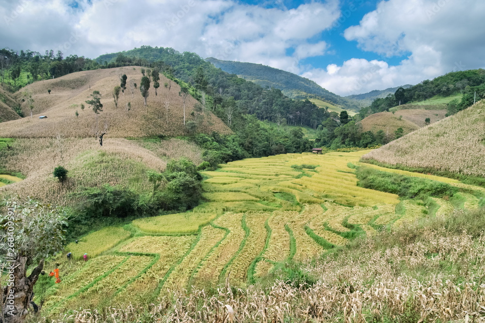 Top view of rice fields terrace around with many hills background, rural in Mae Chaem District, Chiang Mai, northern of Thailand.