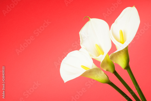 Fototapeta Naklejka Na Ścianę i Meble -  calla lily arum flower