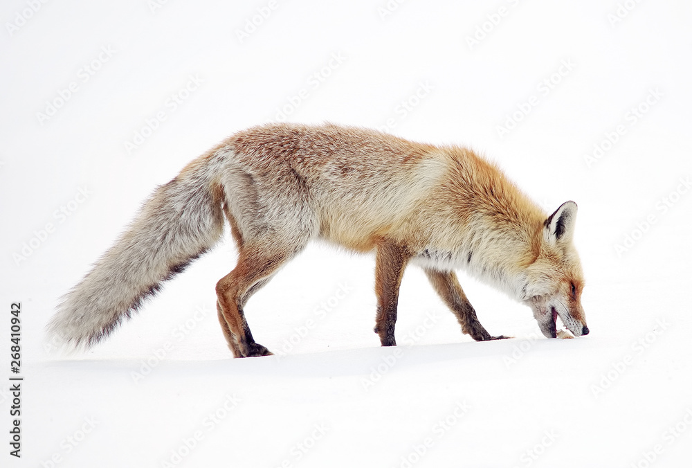 Wild fox in winter natural habitat Wild fox in winter natural habitat