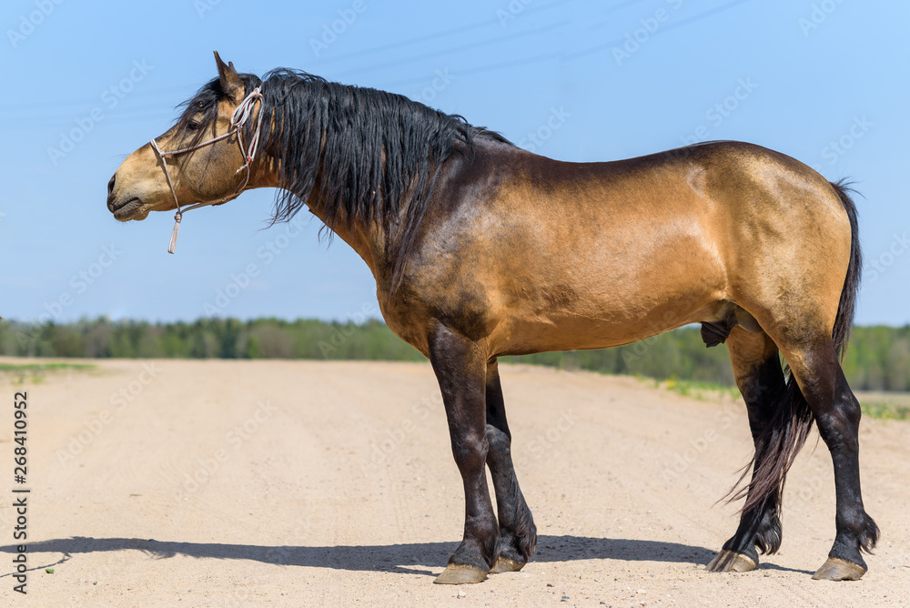 Portrait of a horse against the sky, in the summer on a sunny day. Portrait of a horse against the sky, in the summer on a sunny day.