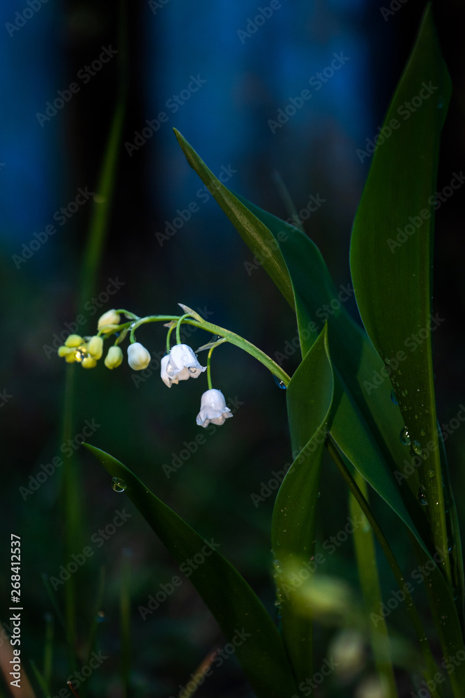 Obraz premium lily of the valley