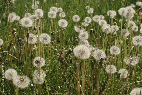 field with dandelion seeds