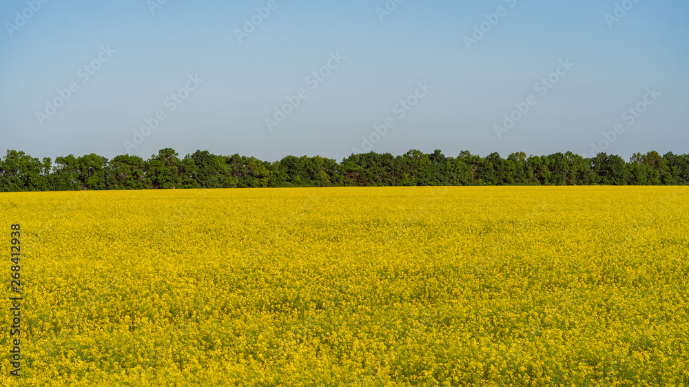 blooming rapeseed field on the farm