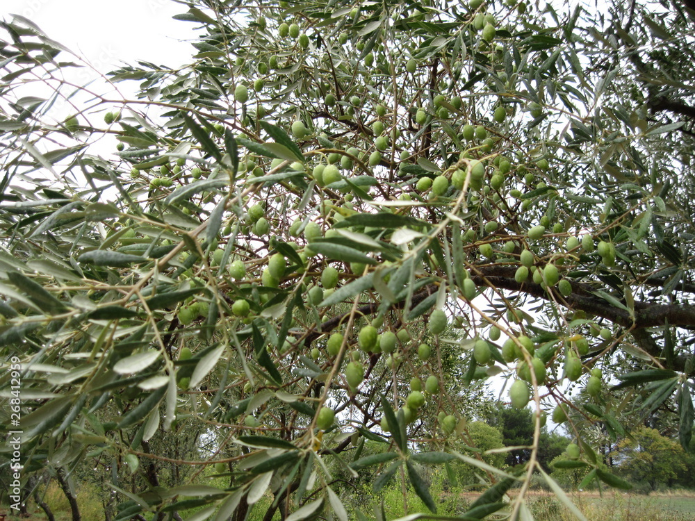 Fototapeta premium branch of a olive tree