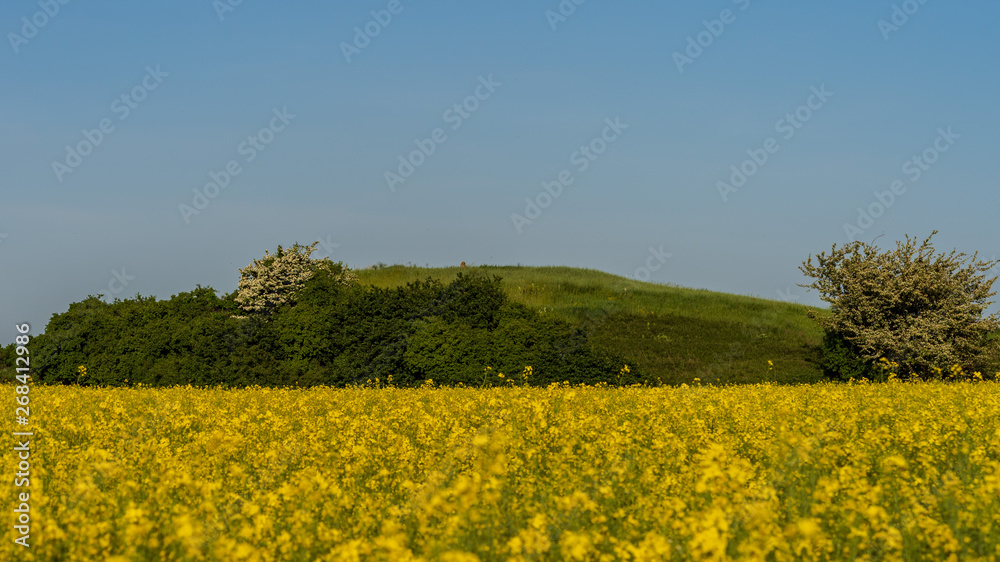 blooming rapeseed field on the farm