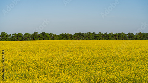 blooming rapeseed field on the farm © Igor