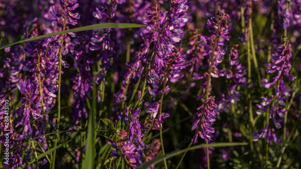 Fototapeta premium flowers in the field bloom in the meadow