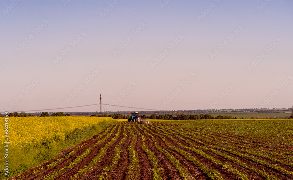 blooming rapeseed field on the farm