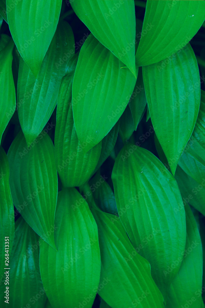 Obraz premium Green Leaves Background, Close Up. Beautiful Nature Background. Green Leaves, Vertical Shot.